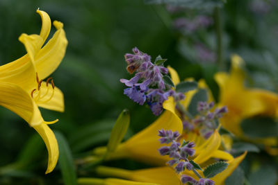 Close-up of insect on yellow flowering plant