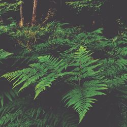 Trees growing in forest