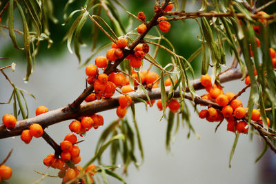 Close-up of berries on tree