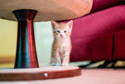 Portrait of cat looking down on table