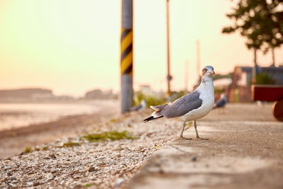 Seagull perching on a sand