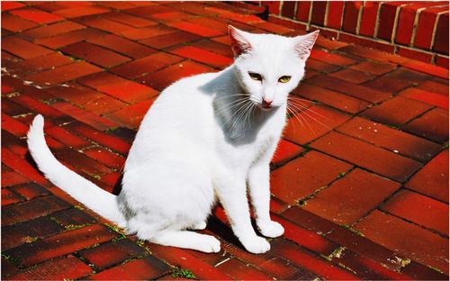 High angle portrait of cat sitting outdoors