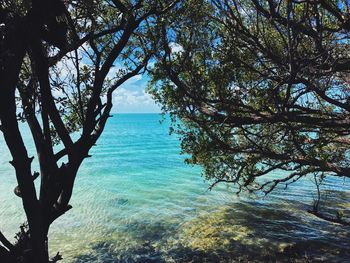 Tree by sea against sky