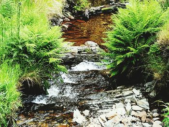 Plants and trees growing in water