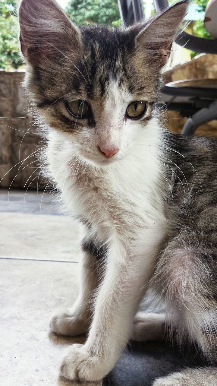 domestic cat, cat, pets, animal themes, domestic animals, mammal, one animal, feline, whisker, looking at camera, portrait, close-up, focus on foreground, sitting, relaxation, day, animal head, outdoors, front view