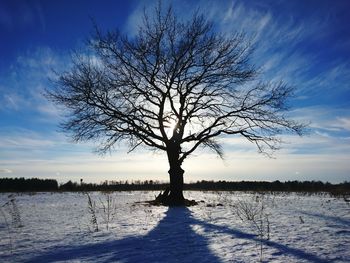 Bare tree by water against sky