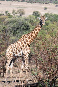Side view of giraffe standing on land