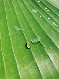 Close-up of green leaf and water droplet