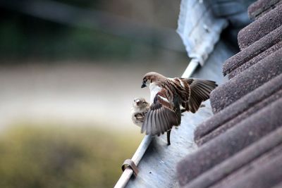 Side view of a bird flying