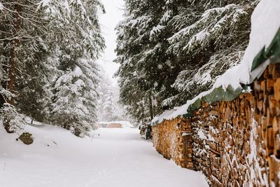 Snow covered land amidst trees in forest