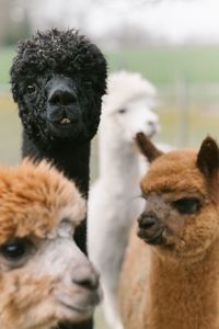 Close-up of alpacas 