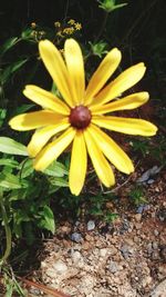 Close-up of yellow flower