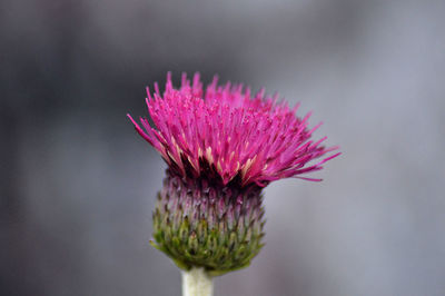 Close-up of fresh pink flower blooming outdoors