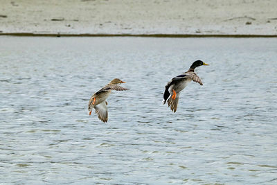 Birds flying over water