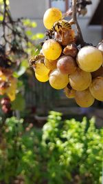 Close-up of fruits hanging on tree