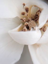 Close-up of white flower