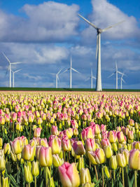 High angle view of flowering plants on field against sky