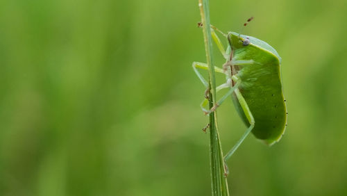 Close-up of grasshopper on leaf