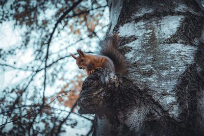 Low angle view of squirrel on tree trunk