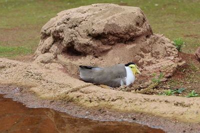 High angle view of bird perching on rock