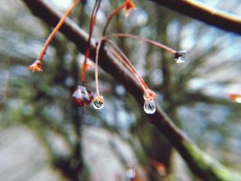 Close-up of water drops on twig