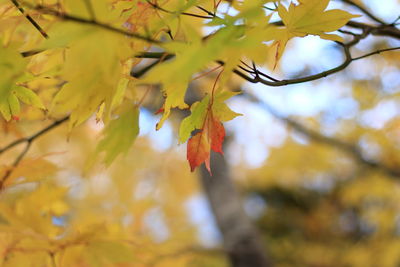 Low angle view of maple leaves on tree