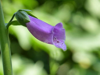 Close-up of purple flower