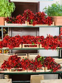 Potted plants at market stall