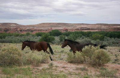 Horses in a field