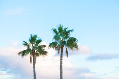 Palm trees against blue sky . tropical trees in morning . paradise scenery