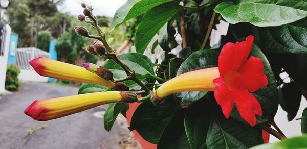 Close-up of red flowering plant