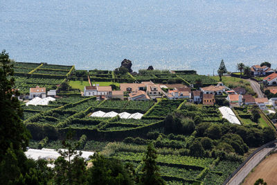 High angle view of trees and buildings in city