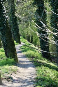 Trail on footpath amidst trees in forest