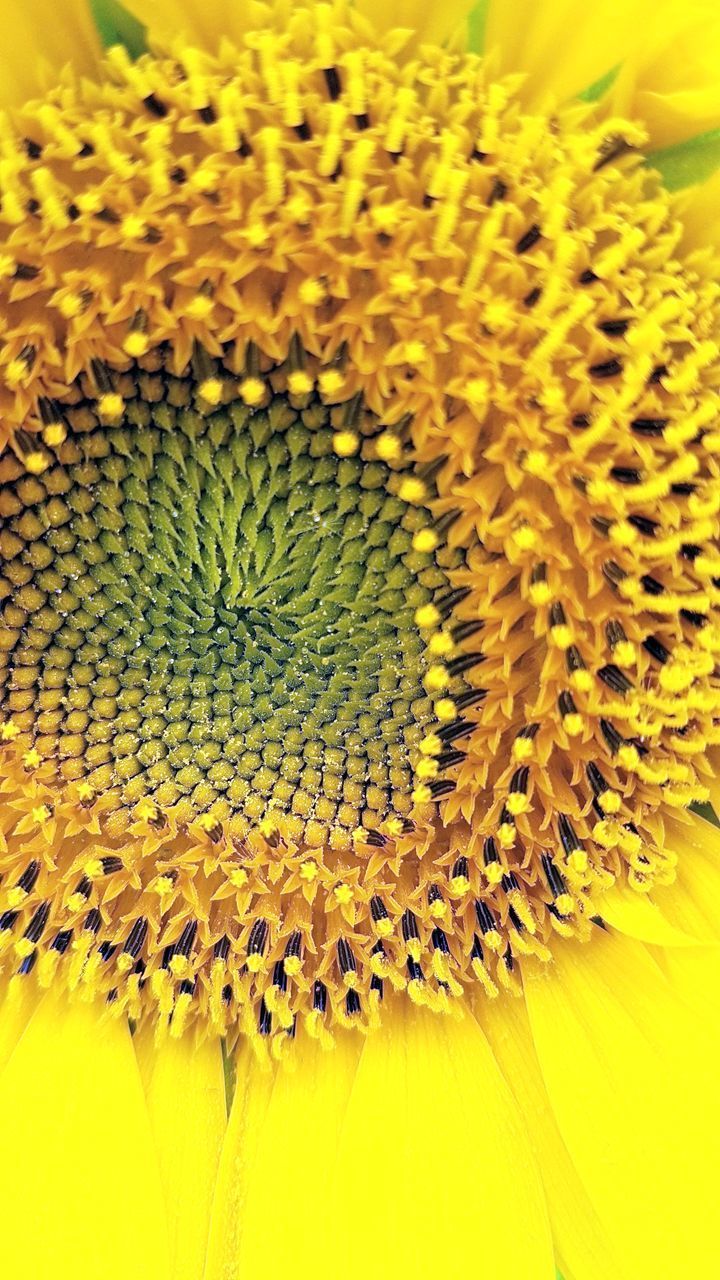 CLOSE-UP OF YELLOW SUNFLOWER