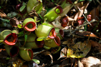 Close-up of fruits growing on plant