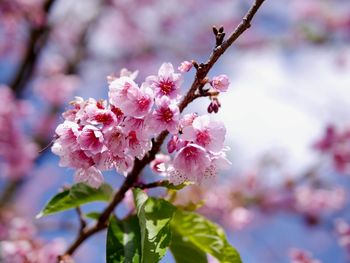 Close-up of pink cherry blossom
