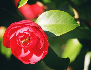 Close-up of red rose flower