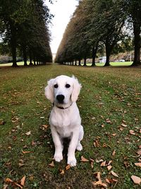 Portrait of dog in park