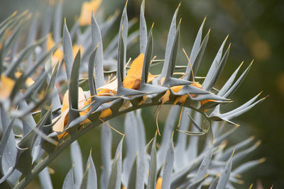 Close-up of plant 