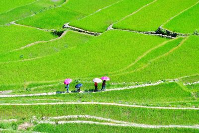 High angle view of people working on agricultural field