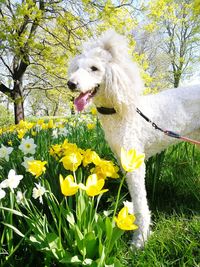 View of a dog on field
