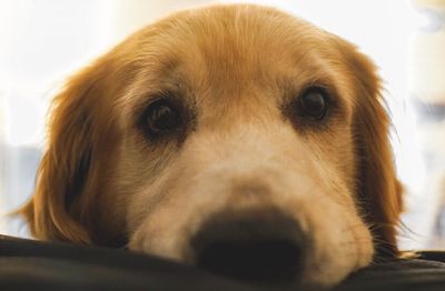 Close-up portrait of dog