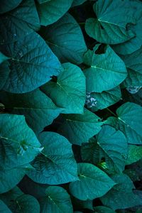 Full frame shot of leaves