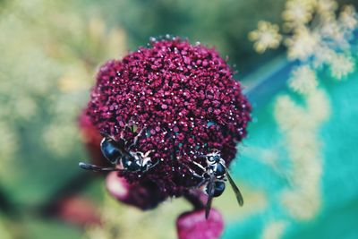 Close-up of insect on purple flower