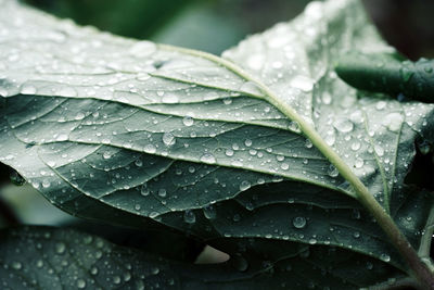 Close-up of raindrops on leaves