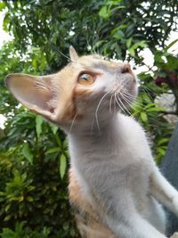 Close-up of a cat looking up