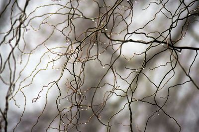 Close-up of bare tree branches