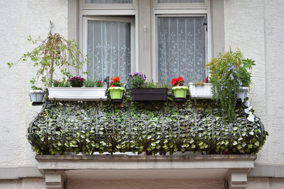 Potted plants against building