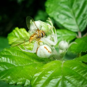 Close-up of insect on leaf