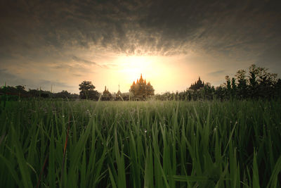 Scenic view of agricultural field against sky during sunset